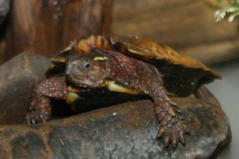 Article ATP Guide to Choosing an Exotic Turtle